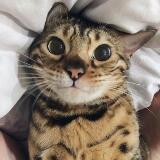 (Category: ) located in . Submitted by sukitam123 (Listing ID 1364169490, Image 1). Description: .
