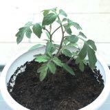 (分類:)位於 。 由 ilove2hand 提交(商品編號 1456966857,圖片 1)。簡介: 。