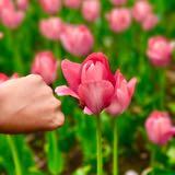 （分類：）位於 。 由 carottedd 提交（商品編號 1294103667，圖片 1）。簡介： 。
