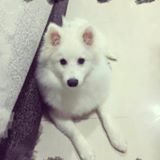 （分類：）位於 。 由 hang108 提交（商品編號 1353940854，圖片 1）。簡介： 。