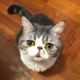 （分類：）位於 。 由 littlelittlecloud 提交（商品編號 1304073291，圖片 1）。簡介： 。