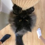 （分類：）位於 。 由 yuman614 提交（商品編號 1379053237，圖片 1）。簡介： 。