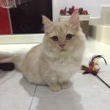 (Category: ) located in . Submitted by adawiah_adwa (Listing ID 1383521574, Image 1). Description: .