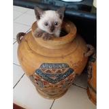 (Kategori: ) berada di . Dikirim oleh wijayanti11 (ID iklan 1271235671, Gambar 1). Deskripsi: .