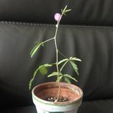（分類：）位於 。 由 wongangie88 提交（商品編號 1177538382，圖片 1）。簡介： 。