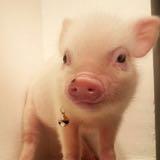 （分類：）位於 。 由 pennylanne 提交（商品編號 1380426689，圖片 1）。簡介： 。
