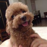由 scott5449 (刊登 ID 1372334293，圖片 1) 提交，位於 的 (類別：)，說明：。