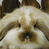 （分類：）位於 。 由 hkmiffy 提交（商品編號 1381538098，圖片 1）。簡介： 。