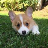 (Category: ) located in . Submitted by fluffyunic0rn__ (Listing ID 1446173104, Image 1). Description: .