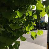 (Category: ) located in . Submitted by lq1101 (Listing ID 1252679146, Image 1). Description: .