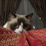 (Category: ) located in . Submitted by pandamummyho (Listing ID 1436186527, Image 1). Description: .