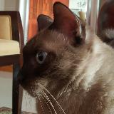 (Category: ) located in . Submitted by bobcat (Listing ID 1326340599, Image 1). Description: .