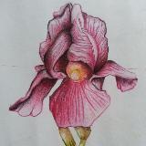 (Category: ) located in . Submitted by enujz (Listing ID 1359231098, Image 1). Description: .