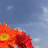 (Category: ) located in . Submitted by bydcomm (Listing ID 1105214736, Image 1). Description: .