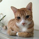 （分類：）位於 。 由 lily_co. 提交（商品編號 1145383265，圖片 1）。簡介： 。