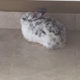 (Category: ) located in . Submitted by blobsterdude (Listing ID 1355122111, Image 1). Description: .