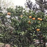 (Category: ) located in . Submitted by jdnalison (Listing ID 1454386284, Image 1). Description: .