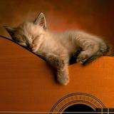 (Category: ) located in . Submitted by musical3 (Listing ID 1376954513, Image 1). Description: .
