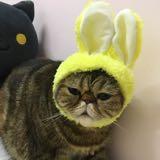 （分類：）位於 。 由 leopork 提交（商品編號 1315402247，圖片 1）。簡介： 。