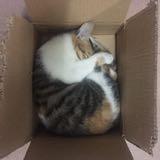 （分類：）位於 。 由 saifung.hanson 提交（商品編號 1218080800，圖片 1）。簡介： 。