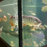 (Category: ) located in . Submitted by milk066 (Listing ID 1380714434, Image 1). Description: .
