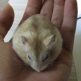 （分類：）位於 。 由 chunchunmm 提交（商品編號 1363881852，圖片 1）。簡介： 。