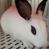 （分類：）位於 。 由 ninajy 提交（商品編號 1384954964，圖片 1）。簡介： 。
