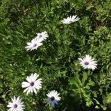 (Category: ) located in . Submitted by purplehula (Listing ID 1351188536, Image 1). Description: .