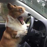 (Category: ) located in . Submitted by drivingdog (Listing ID 1363473331, Image 1). Description: .