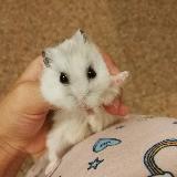 (Category: ) located in . Submitted by apples.of.my.eye (Listing ID 1260998324, Image 1). Description: .