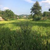 (分類:)位於 。 由 heunglaiwa 提交(商品編號 1464925043,圖片 1)。簡介: 。