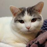 (分類:)位於 。 由 meowsuz 提交(商品編號 1441932864,圖片 1)。簡介: 。