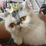 （分類：）位於 。 由 pumpkin_t_t 提交（商品編號 1312438610，圖片 1）。簡介： 。