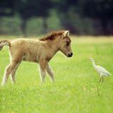 (Category: ) located in . Submitted by horsewhisperer (Listing ID 1345632905, Image 1). Description: .
