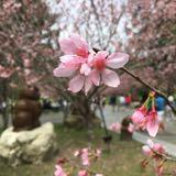 由 kej2000 (刊登 ID 134439822，圖片 1) 提交，位於 的 (類別：)，說明：。