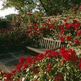 (Category: ) located in . Submitted by rosgarden (Listing ID 1200263144, Image 1). Description: .