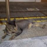 (Category: ) located in . Submitted by b3n (Listing ID 1377053568, Image 1). Description: .