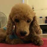 (Category: ) located in . Submitted by jazzoka (Listing ID 1373648145, Image 1). Description: .