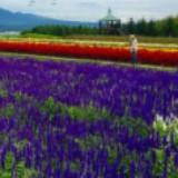 (Category: ) located in . Submitted by xaxangng (Listing ID 1435914536, Image 1). Description: .