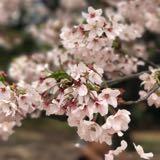 (Category: ) located in . Submitted by minniezheng (Listing ID 1354734647, Image 1). Description: .
