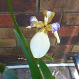(Category: ) located in . Submitted by monicacl (Listing ID 1441426601, Image 1). Description: .