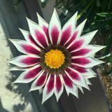 (Category: ) located in . Submitted by hueyloo (Listing ID 1374790626, Image 1). Description: .