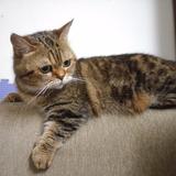 由 jessica-g (刊登 ID 1381443514，圖片 1) 提交，位於 的 (類別：)，說明：。