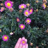 (Category: ) located in . Submitted by syafiraaina (Listing ID 1462933558, Image 1). Description: .