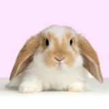 (Category: ) located in . Submitted by healthy888 (Listing ID 1378238984, Image 1). Description: .