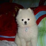 由 001yeee (刊登 ID 1386320808，圖片 1) 提交，位於 的 (類別：)，說明：。