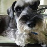(Category: ) located in . Submitted by annie9833 (Listing ID 1212365192, Image 1). Description: .