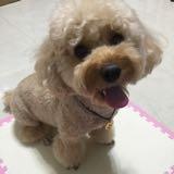 （分類：）位於 。 由 yppahwong 提交（商品編號 1377271801，圖片 1）。簡介： 。