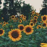 (Category: ) located in . Submitted by adn12 (Listing ID 1324015823, Image 1). Description: .