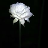 （分類：）位於 。 由 katrinacheungho 提交（商品編號 1297426333，圖片 1）。簡介： 。